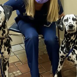 Dalmatians from Sunshine Dals