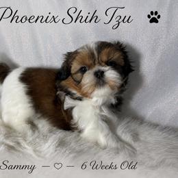 Sammy - Tricolor male Shih Tzu puppy in Hayden, Idaho from Phoenix Shih Tzu