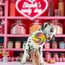 Elizabeth - White and liver brown female Dalmatian puppy in Sierra Vista, Arizona from Fairytail Dalmatians