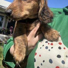 Dachshund Puppies from Dashing Doxie’s
