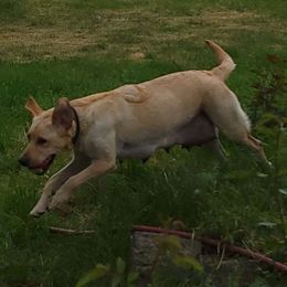 Tonks - Labrador Retriever