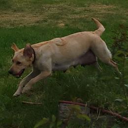 Tonks - Labrador Retriever