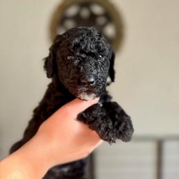 Zeus - Black male Goldendoodle puppy in Twin Falls, Idaho from Burrow & Bone