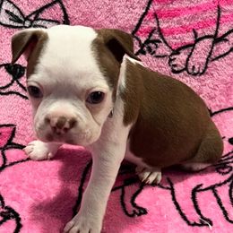 Boston Terrier Puppies from Heather's Boston Babies