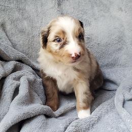 Mick - Red merle male Australian Shepherd puppy in Cottage Grove, Oregon from Farmstead Aussies