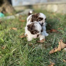 Shih Tzu Puppies from Dempsey’s Darlings
