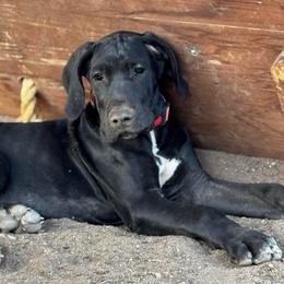 Peaches Peach Collar Girl - Black and white female Great Dane puppy in Wimberley, Texas from Heart of Texas Great Danes