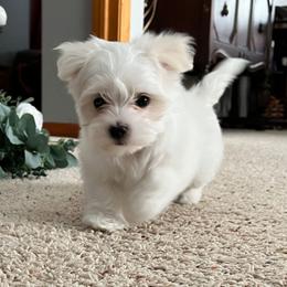 Luca - White male Maltese puppy in Ludington, Michigan from OT Maltese & Co