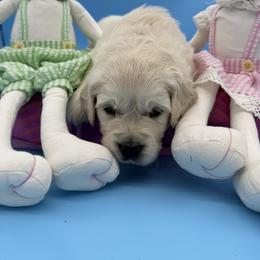 Mr Briwn - Light golden male Golden Retriever puppy in Douglas, Massachusetts from Oak Breeze Retrievers