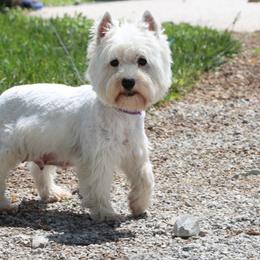 Cairn Terriers and West Highland White Terriers from Linda’s Lovable Pups