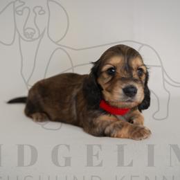 Chanel - Cream female Dachshund puppy in Temecula, California from Naomi Magee's Dachshund Kennel