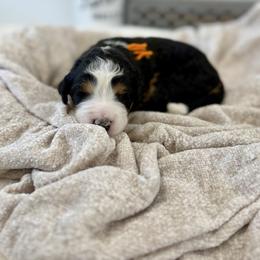 Mr. Resilient - Tri-color male Bernedoodle puppy in Hegins, Pennsylvania from Bubbling Springs Doodles, LLC