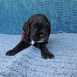 Red collar boy - Brown and white male Cocker Spaniel puppy in Howell, Michigan from Robbin's Treasures