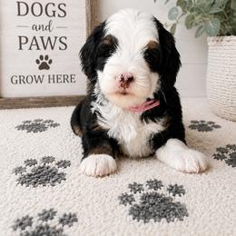 Ambrosia - Tri-color female Bernedoodle puppy in Atwood, Oklahoma from Luxe Doodle Haven
