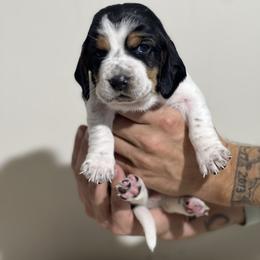 Maple - Black brown and white female Basset Hound puppy in Lone Jack, Missouri from Wee Little Bassets