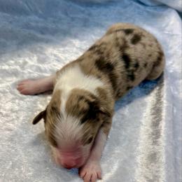 Monty - Red merle male Australian Shepherd puppy in Mount Vernon, Texas from RJ's Aussie Posse