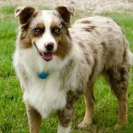 Elsa - Australian Shepherd