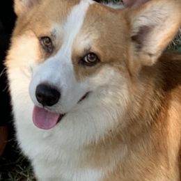 Pembroke Welsh Corgis from Susanne Haug's Pembroke Welsh Corgis