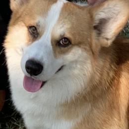 Pembroke Welsh Corgis from Susanne Haug's Pembroke Welsh Corgis