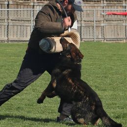 German Shepherds from SentinelHarts German Shepherds