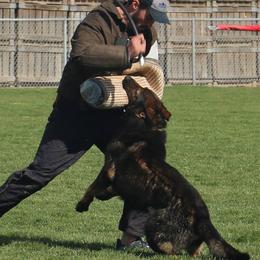 German Shepherds from SentinelHarts German Shepherds