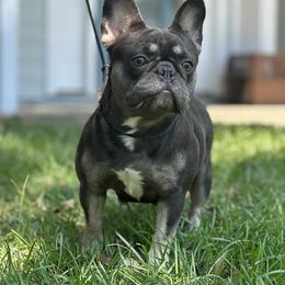 Pippi - French Bulldog