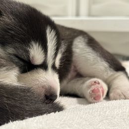 Siberian Husky Puppies from Coldwind Kennel