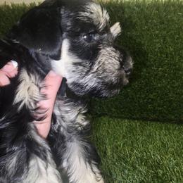 Luna - Black and silver female Miniature Schnauzer puppy in Calera, Alabama from Burnett Cove Kennels