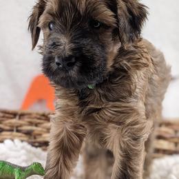 Cavapoo and Whoodle Puppies from Gardner Lane Puppies