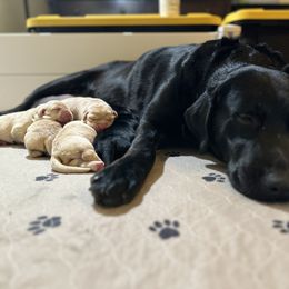 Labrador Retriever Puppies from Red Barn Family Labs
