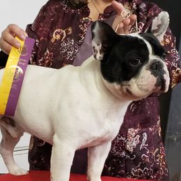 Ch Bandit - French Bulldog