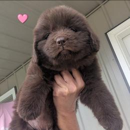 Brown Newfoundland Female 1 PINK PURPLE - Brown female Newfoundland puppy in Burfordville, Missouri from Umfleet Farms
