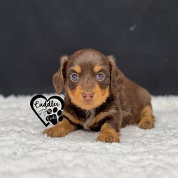 Mayzie - Chocolate and tan female Dachshund puppy in Nashville, Arkansas from Cuddles n Curls
