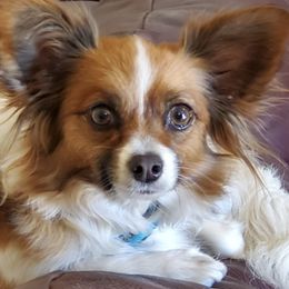 Papillons from Companion Dogs