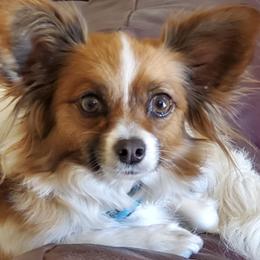 Papillons from Companion Dogs