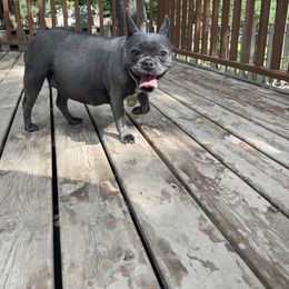 Lola - French Bulldog