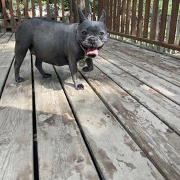 Lola - French Bulldog
