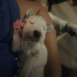 Rachel - White and black female Dalmatian puppy in Palmer, Massachusetts from Delaney's Dalmatians 2