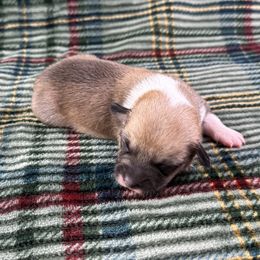 Eve - Sable and white female American Corgi puppy in Waskom, Texas from Piney Woods Corgis