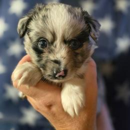 Spruce - Blue merle male Miniature Australian Shepherd puppy in Arlington, Texas from CopperHead Aussies