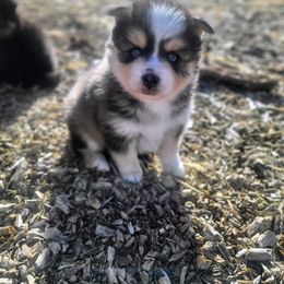 Pomsky Puppies from Schofield Homestead Pomsky's