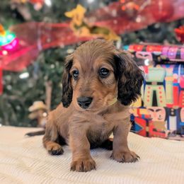 TOYOTA - Red male Dachshund puppy in Moscow, Idaho from Bailiwick of Gurnsey