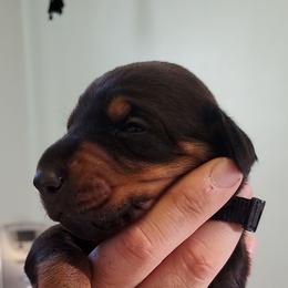 Doberman Pinscher Puppies from Double Take Doberman Kennels
