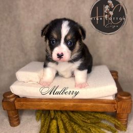 Mulberry - Black and tan male Pembroke Welsh Corgi puppy in Benton, Arkansas from High Cotton Corgis