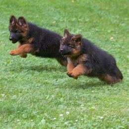 German Shepherd Puppies from Westhaus K9