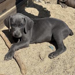 Weimaraner Puppies from Kennedy Weimaraners