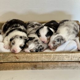 Australian Shepherd Puppies from Rock Canyon Australian Shepherds