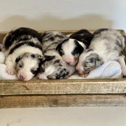 Australian Shepherd Puppies from Rock Canyon Australian Shepherds