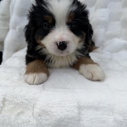 Bagheera - Black rust and white male Bernese Mountain Dog puppy in Carroll County, Virginia from Blue Ridge Bernese