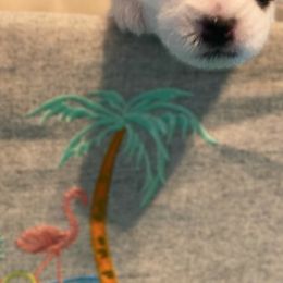 Jack Russell Terriers, Parson Russell Terriers, and Russell Terriers from Manasota Key Jack Russells
